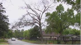 90-year-old man waits almost 2 years for city to remove dead tree in front of his Houston home