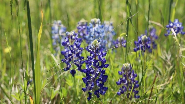 Houston named among top 20 best cities in America for flowers