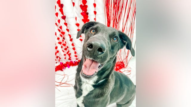 Houston Humane Society offers 50% off adoptions of large dogs in March