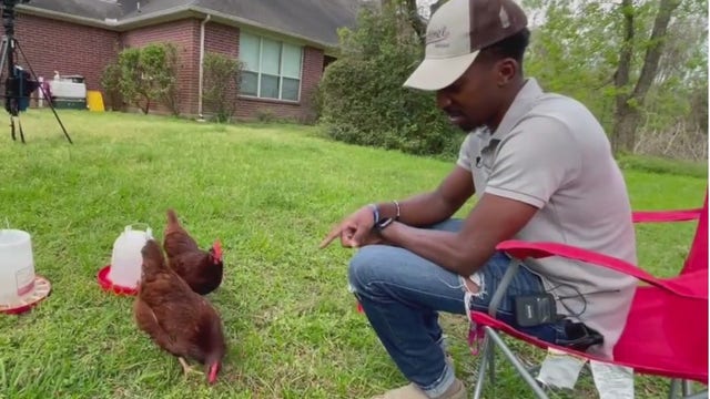 Costs of raising your own farm fresh eggs, laying out the numbers