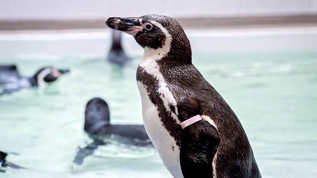 Humboldt penguins will make debut at Houston Zoo's Galápagos exhibit in April