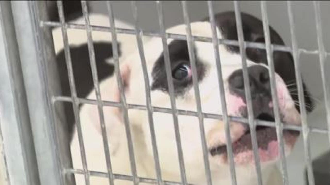 Animal Advocates Speak Out Against Proposed Law That Would Allow Texas ...