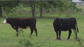 Urgent investigation underway into mysterious cattle deaths in Southeast Texas