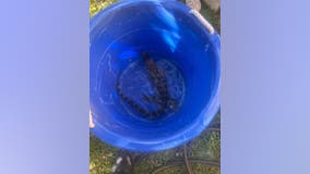 Baby alligator rescued after seen wandering around Spring neighborhood