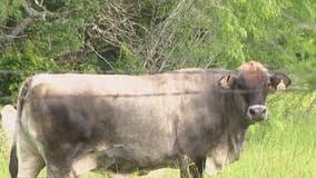 Several cows found 'mutilated' in Southeast Texas, tongues and other body parts removed in mysterious deaths