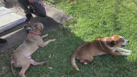 Neighbors in Webster come together to save 2 stray dogs, hopefully find them forever homes