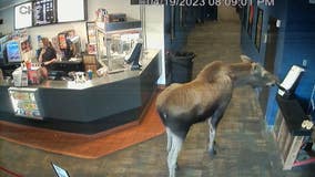 Moose in movie theater: Watch a moose steal the show and popcorn at Alaska theater
