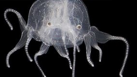 See it before it sees you: New species of jellyfish found with 24 eyes