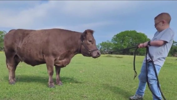 Little cowboy back home with beloved pet cow after more than 400 days in hospital