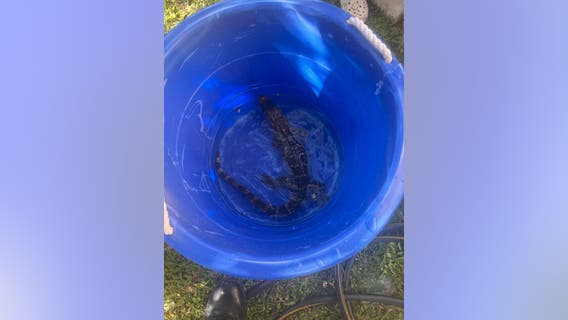 Baby alligator rescued after seen wandering around Spring neighborhood