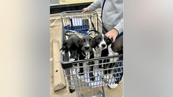 Montgomery County Animal Services shelter over capacity, community help sought