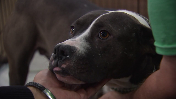 Houston renews partnership with Houston PetSet to provide free spay, neuter surgery for pets of city residents