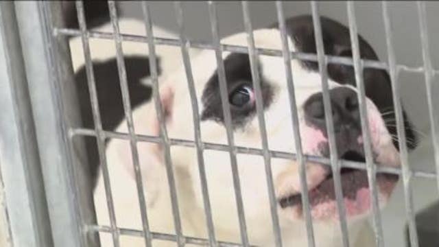 Animal advocates speak out against proposed law that would allow Texas pet stores to sell puppy mill puppies