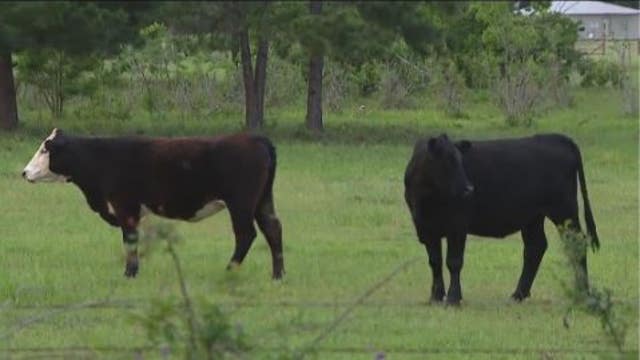 Urgent investigation underway into mysterious cattle deaths in Southeast Texas