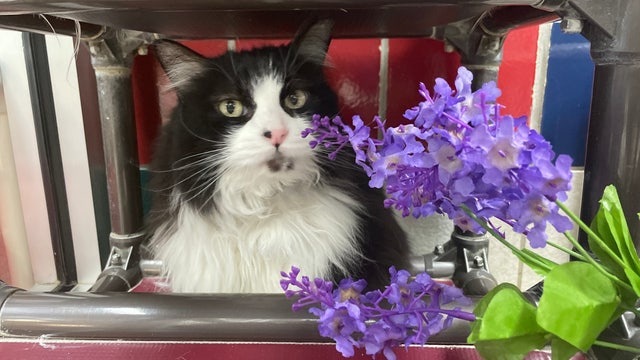 Houston Humane Society has $13 cat adoptions ahead of Taylor Swift concerts