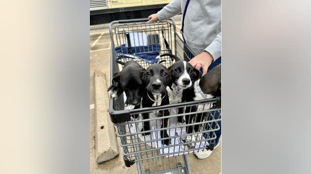 Montgomery County Animal Services shelter over capacity, community help sought