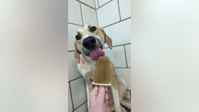 Houston Humane Society offering $23 for adopting 'long stay' pets