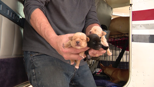 Pilot flies around Texas saving dogs from street life, euthanasia