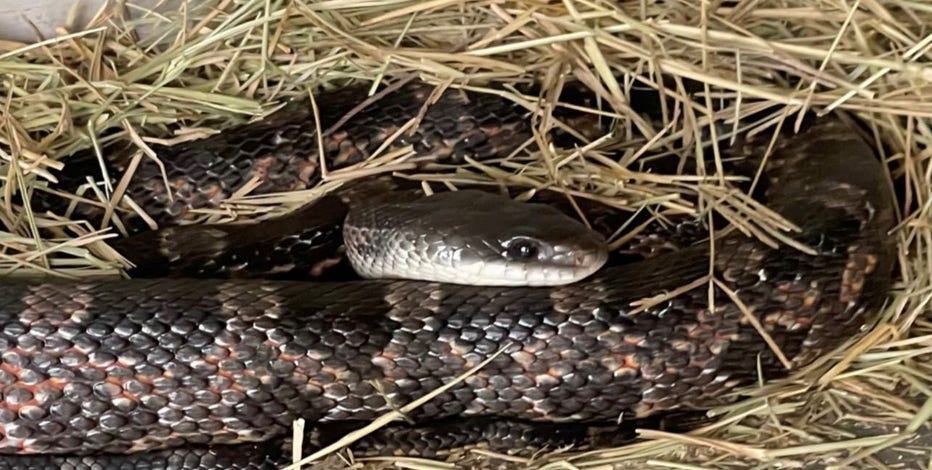 Texas mom fearlessly removes snake from daughter s car engine