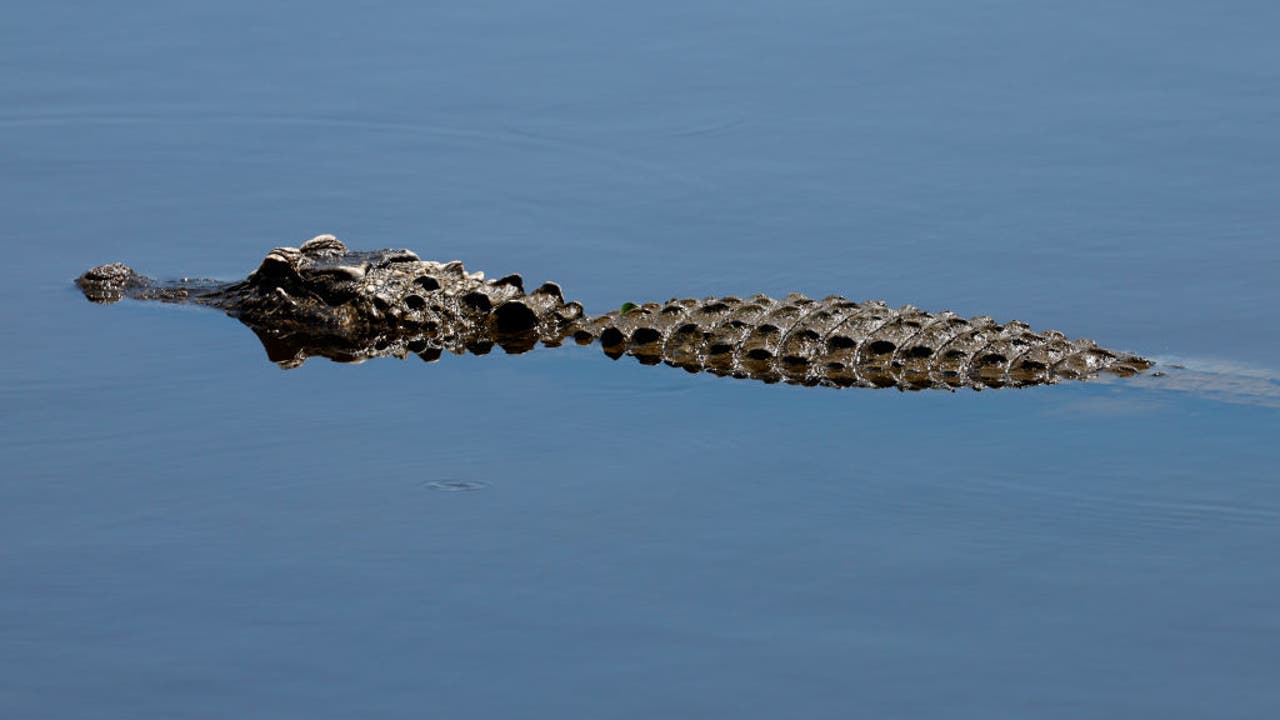 Missouri City resident finds 1,200-pound alligator roaming neighborhood