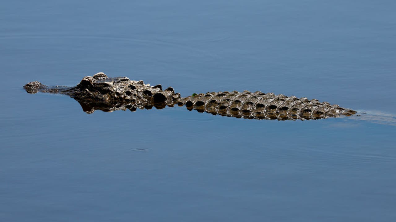 Missouri City resident finds 1,200-pound alligator roaming neighborhood Missouri City resident finds 1,200-pound alligator roaming neighborhood