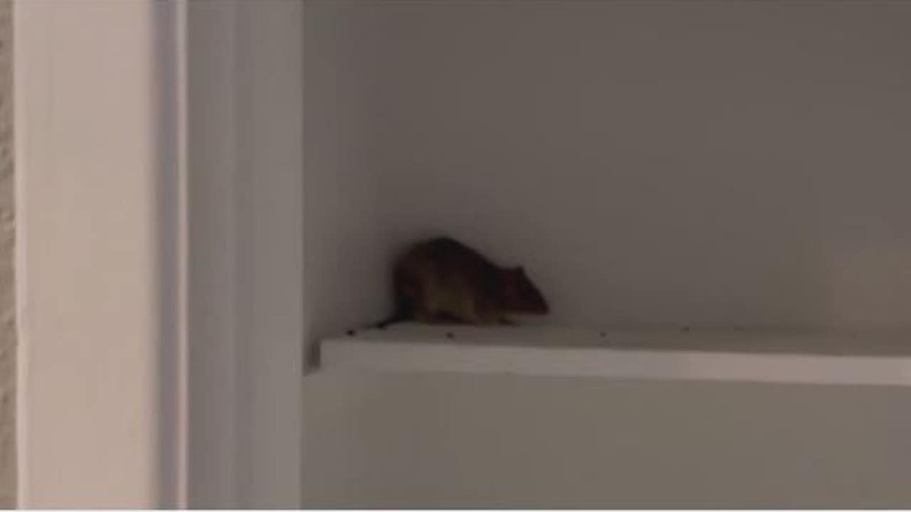 Webster Apartment Residents Dealing With Rat Infestation FOX 26 Houston   RATS 