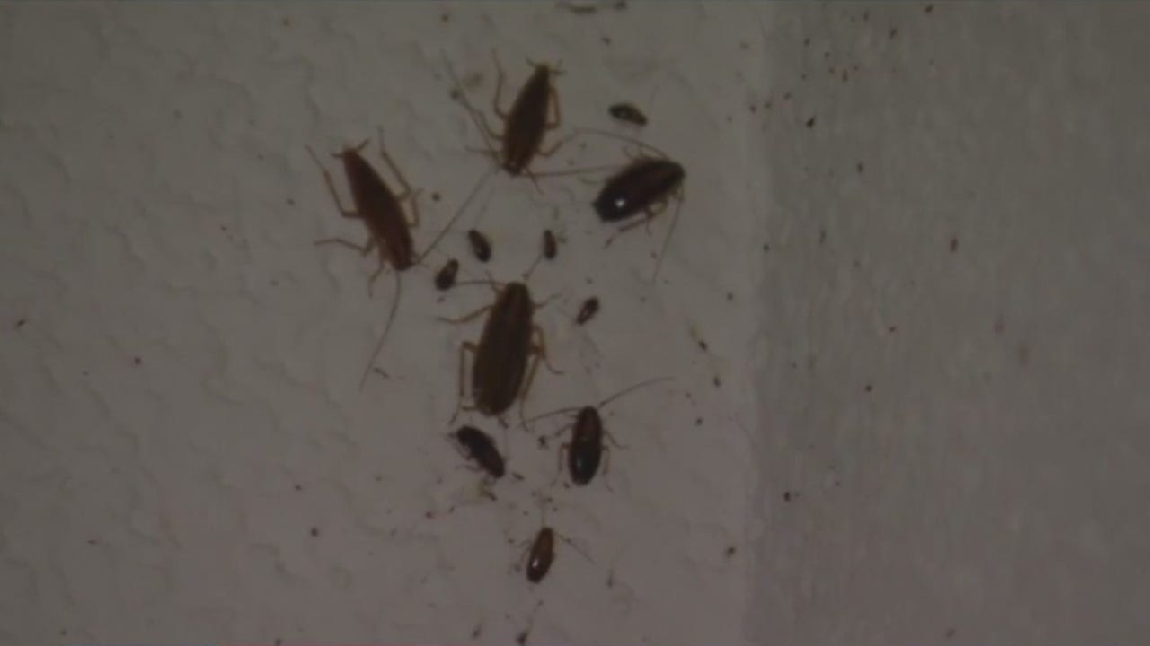 Houstonians living in deplorable conditions feel forgotten, "trapped because we can't afford to move" - Vimarsana News
