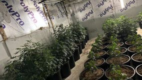 Marijuana grow house in San Jacinto County, nearly 320 pounds of cannabis found