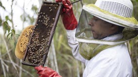 Texas ranked 4th best state for beekeeping, according to study