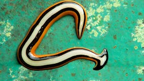 Hammerhead flatworms are the new creepy crawly's to avoid in Texas