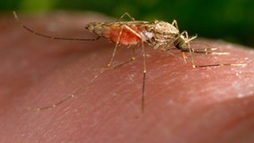 Mosquito season in Houston officially starts
