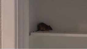 Webster apartment residents dealing with rat infestation