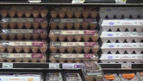 What do egg labels mean? Egg labels might not be what you think