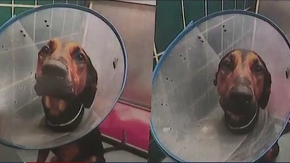 BARC euthanizes almost 30 dogs just days after they underwent spay, neuter surgeries