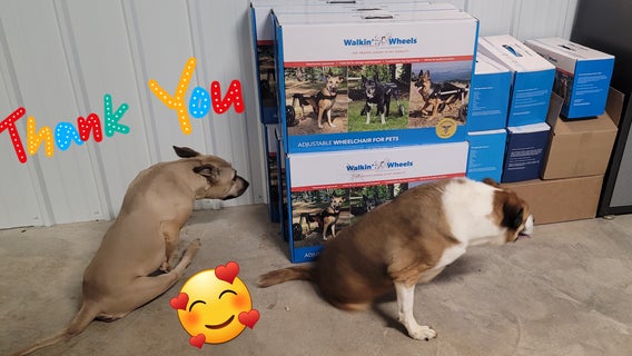 Texas Rescue gifted 13 dog wheelchairs to paralyzed dogs