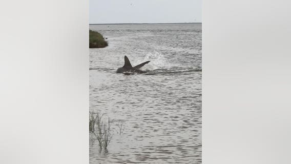 Houston man records large hammerhead shark swimming in shallow water in Galveston County