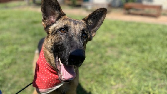 Houston Humane Society offering free pet adoptions for Memorial Day