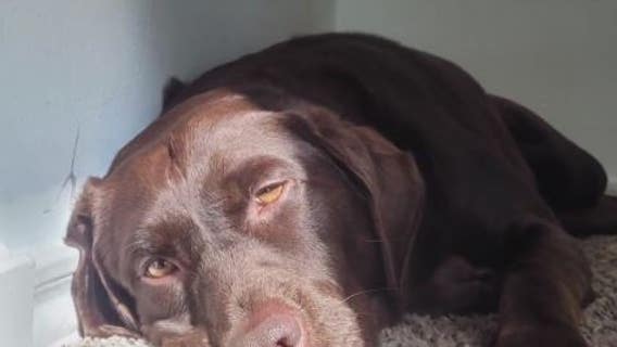 Pasadena bee attack leaves family dog clinging to life, they blame CenterPoint Energy