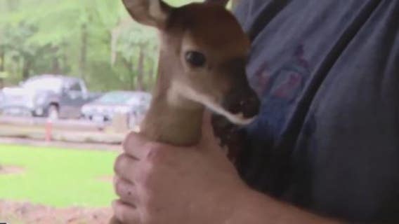 Fawns rescued from nearly dead pregnant deer, found hit by a car and shot