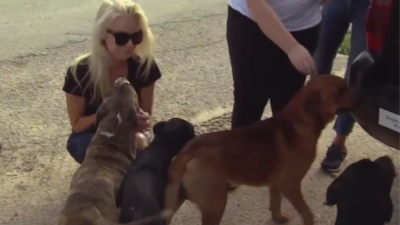 3 new laws to protect pets only need Texas governor's signature to go into effect on September 1