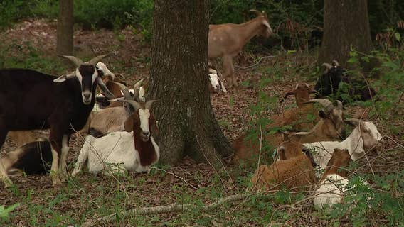 Goats at Houston Arboretum: How, when, where to see them