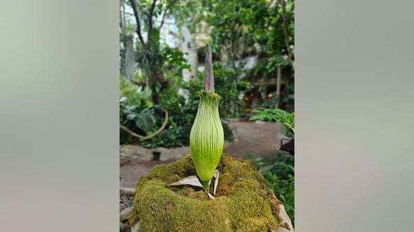 Houston Museum of Natural Science corpse flower Meg blooms for first time: How to see it