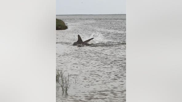 Houston man records large hammerhead shark swimming in shallow water in Galveston County