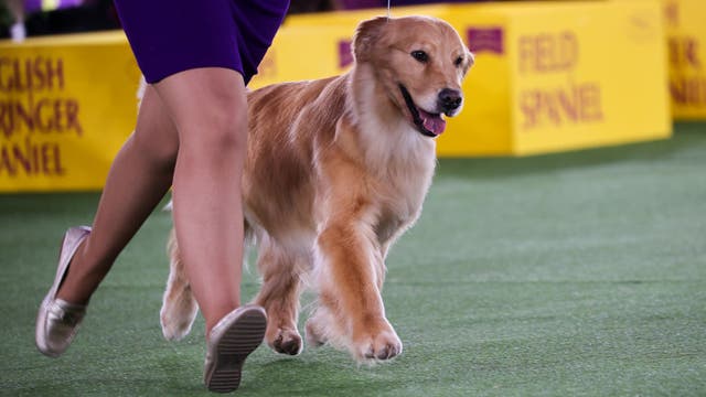Dog Show 101: What’s what at the Westminster Kennel Club