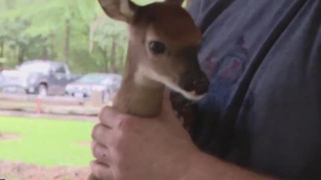 Fawns rescued from nearly dead pregnant deer, found hit by a car and shot