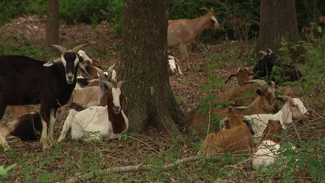 Goats at Houston Arboretum: How, when, where to see them