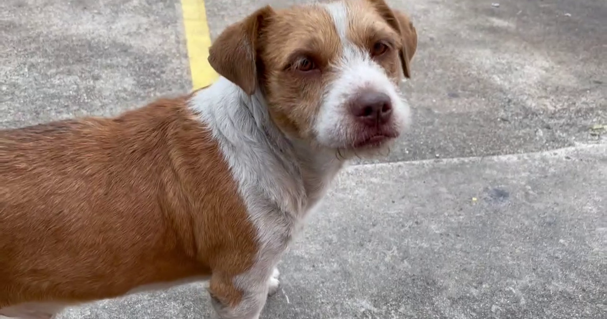 3 poisoned puppies found in plastic bags in neighborhood east of ...