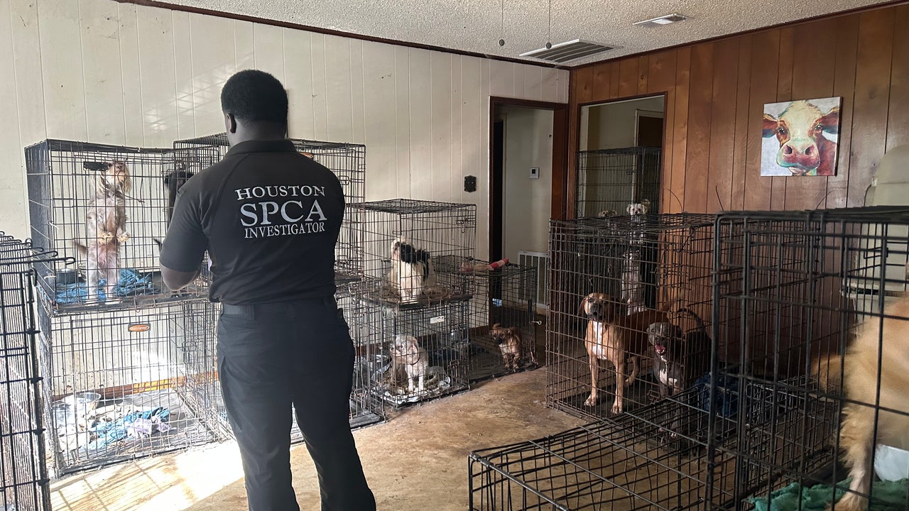 Houston SPCA rescues 60 dogs from Manvel home were found in their