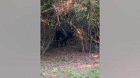 Bull captured after getting loose at Mercer Botanic Gardens on Aldine Westfield