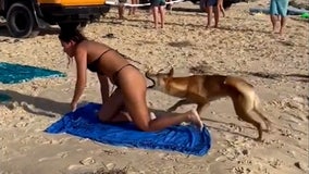 Watch: Dingo bites sunbathing tourist on Australian beach